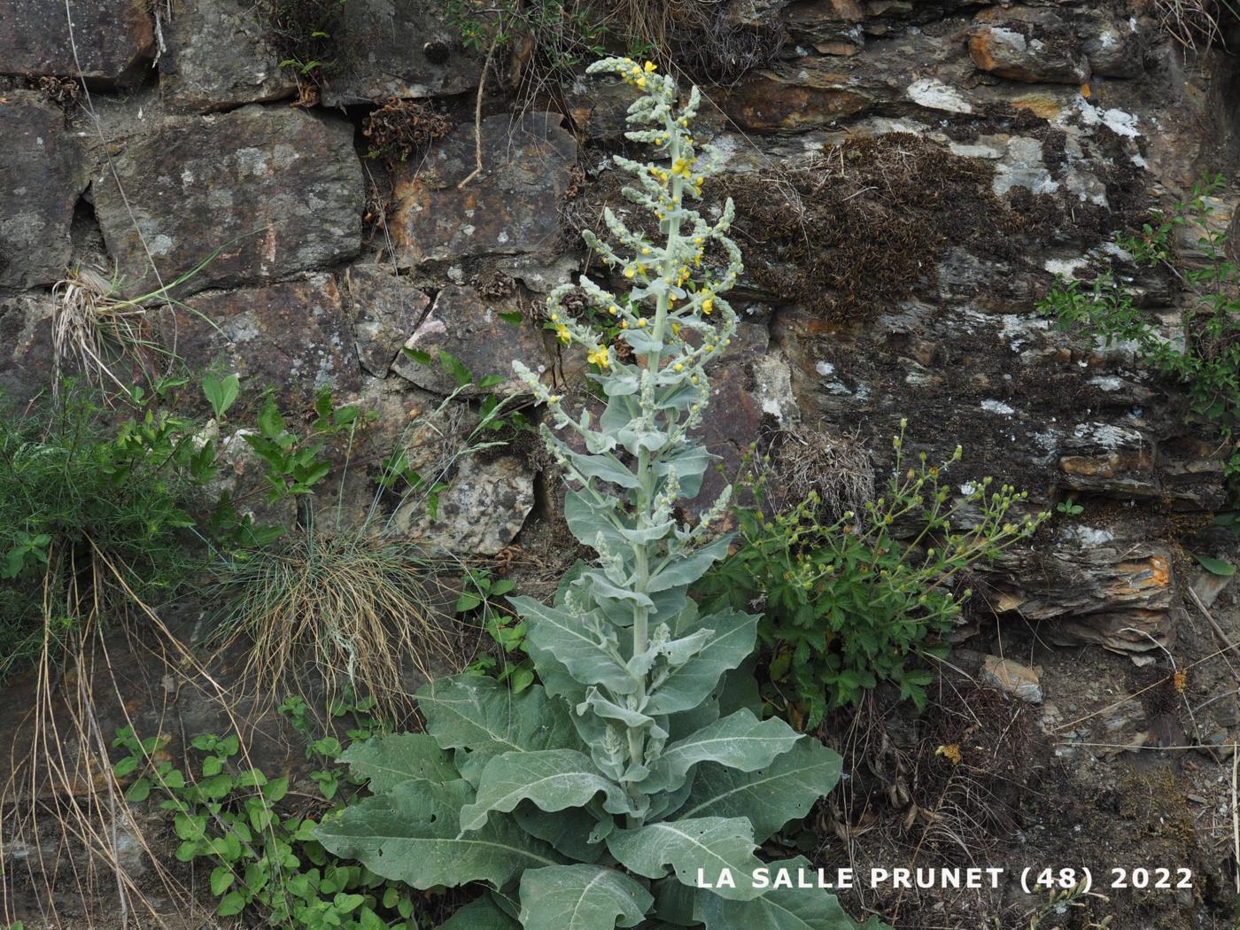 Mullein, Hoary plant